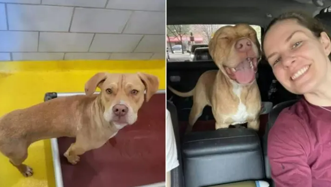 This Pup Had The Sweetest Reaction When He Realized That He Was Leaving The Shelter