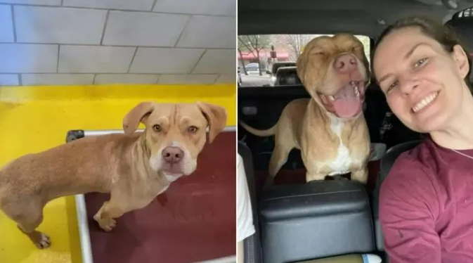 This Pup Had The Sweetest Reaction When He Realized That He Was Leaving The Shelter