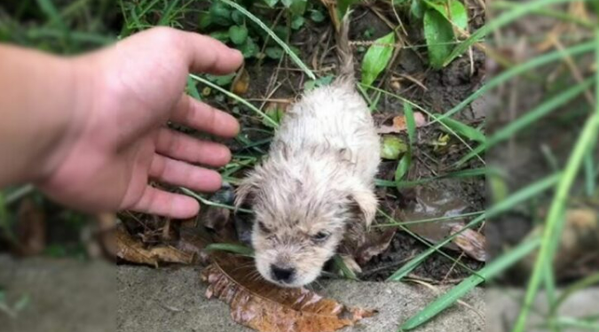 Abandoned By Everyone, Without His Mother, He Shivered In The Cold And Begged For Help