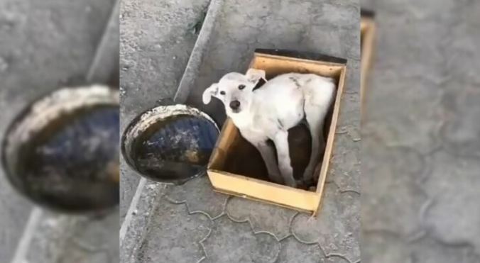 Abandoned Pup With Broken Spine Was Looking At The Passing Cars With Tearful Eyes, Hoping To Get Help