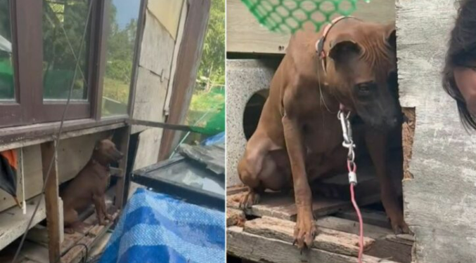 Neglected Mama Dog Used For Breeding Finally Learns What It Is Like To Live A Normal Life