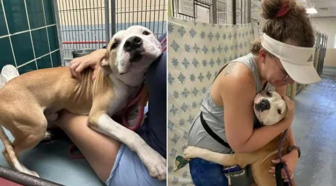 This Shelter Dog Loves Hugging People In Hopes That Someone Will Adopt Him