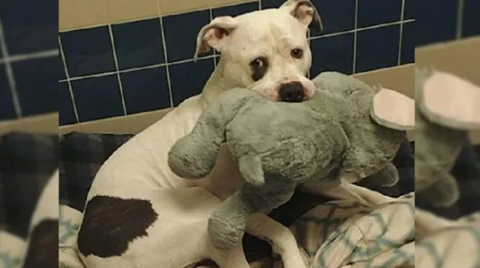 A Dog Who Was Almost Euthanized Couldn’t Stop Hugging His Stuffed Animal