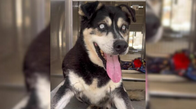 Blind Dog Was Set To Be Euthanized In 72 Hours But Good Souls Saved Him At The Last Moment