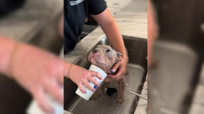 Adorable Stray Pup Covered In Mange Melts With Gratitude After Her Foster Mom Gives Her A Bath