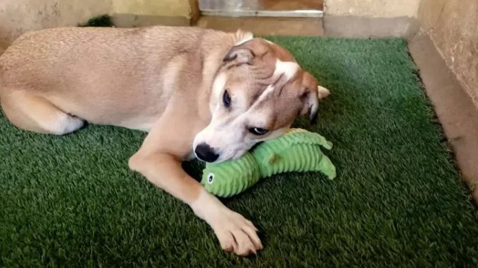 This Man Kept Coming To The Shelter To Help A Scared Pup Learn How To Love Again