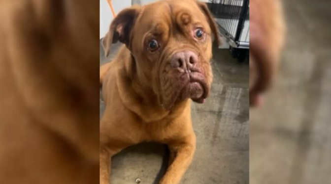 Shelter Staff Were Shocked When They Realized Why This Owner Was Surrendering His Dog After 7 Years