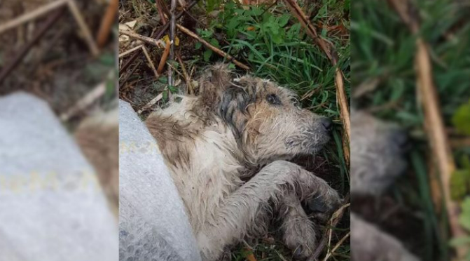 Confused Dog Dumped In Woods Helplessly Waited For A Kind Human To Hear His Cries