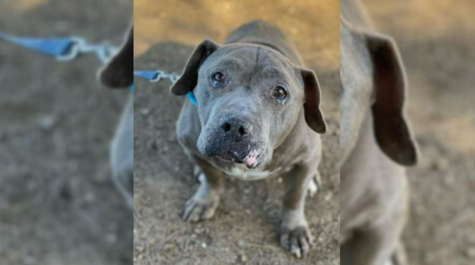 Forgotten Senior Dog Cries For A Loving Home But Adopters Keep Avoiding Him For A Sad Reason