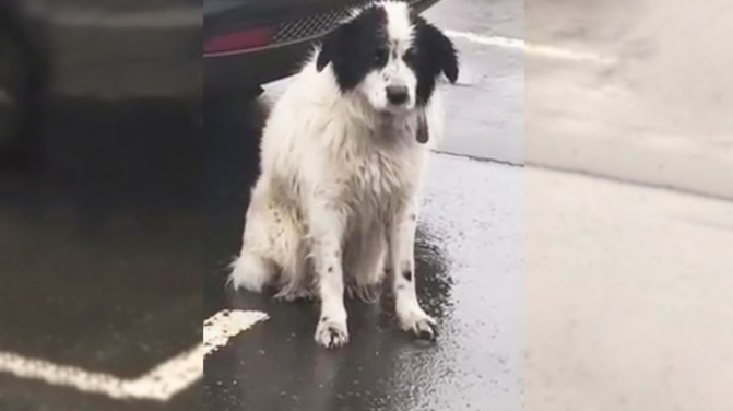 A Loyal Abandoned Pup Spent Hours Waiting In The Pouring Rain, Believing His Owners Would Return For Him