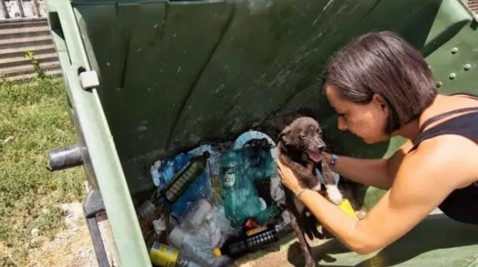 Rescuers Were Shocked To Find A Starving Cruelly Dumped In A Trash Container