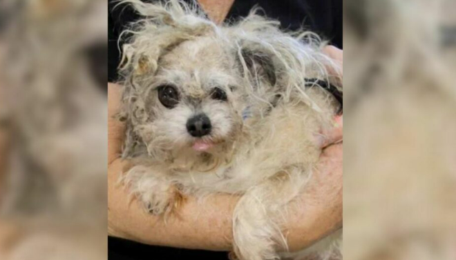 Sweet And Patient Abandoned Senior Dog With Matted Fur Is Completely Unrecognizable After His Makeover