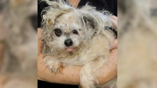 Sweet And Patient Abandoned Senior Dog With Matted Fur Is Completely Unrecognizable After His Makeover