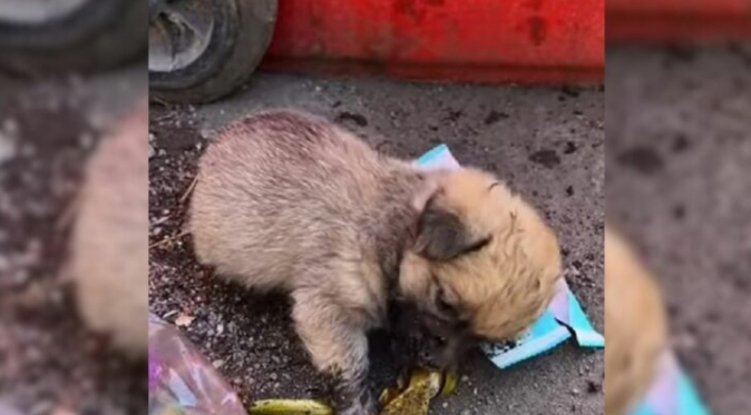 Hungry Pup Tried To Find Some Food In The Trash But Then Het Met Someone Special