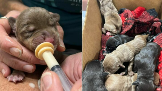 Resident Was Shocked To Find 9 Newborn Puppies Who Were Cruelly Thrown Out Of A Car Like Garbage