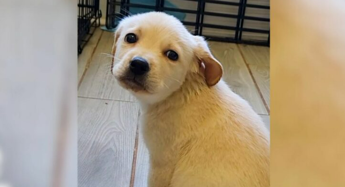 Rescuers Helped This Adorable Puppy Find A Foster Home And Then Her Life Changed Forever