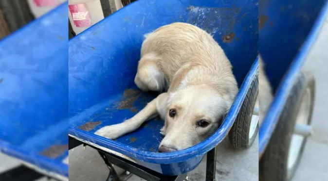 Dog Taken In A Wheelbarrow To Be Put Down Gets A Second Chance