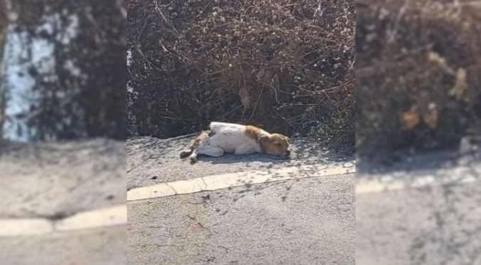 Abandoned Dog With Broken Spine Struggled Near Road, Leaving Rescuers Shocked