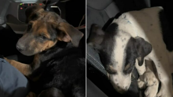 Big-Hearted Driver Simply Had To Stop The Car When He Saw 3 Helpless Puppies On Freeway