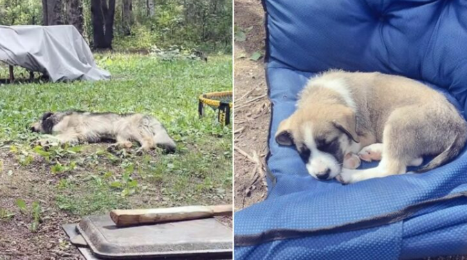 Family Goes Camping With Their Dog, Only To Be ‘Rewarded’ With Two Unexpected Pups