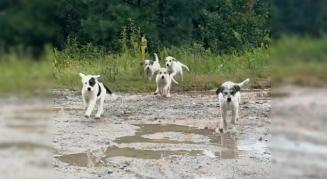 Puppies Abandoned In The Middle Of Nowhere Find Help When A Kind Man Comes To Their Rescue