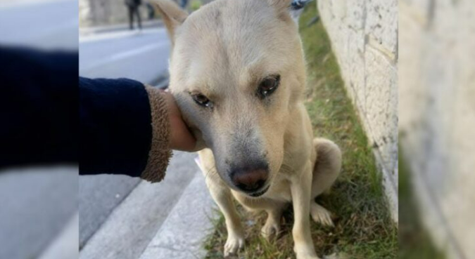 Injured Pup Was Begging People To Stop Ignoring His Cries For Help After He Was Thrown In The Streets