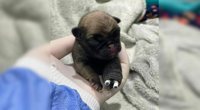 Newborn Puppy With A Broken Leg Was Dumped In Trash But Then His Luck Changed For The Better