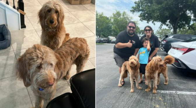 2 Sweet Dogs Abandoned By Their Parents Get A New Chance After Meeting The Most Amazing Rescuers