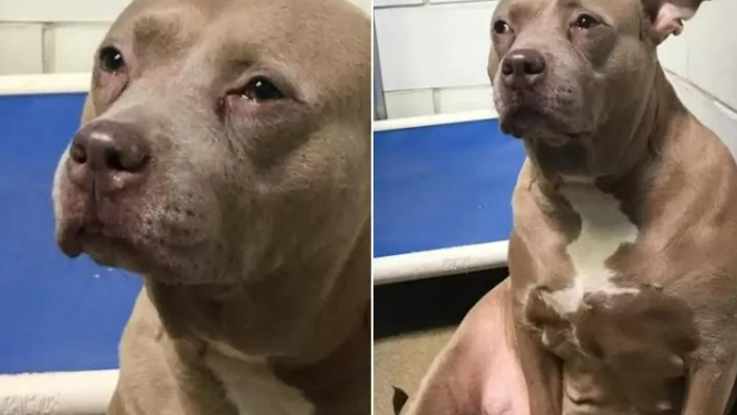 Pittie Mom Can’t Stop Crying For Her Puppies After Being Abandoned At Shelter