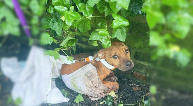 Abandoned Dog Covered In Wounds Was Desperately Crying After His Cruel Owners Tied Him To A Fence