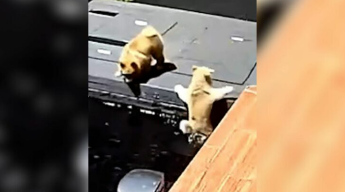 Tiny Pomeranian Falls Into Fish Pond, But His Furry Friend Prevents The Tragedy