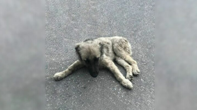 Injured Puppy Who Was Lying Motionless On The Street Looked At A Passersby, Pleading For Help