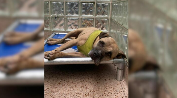 Sweet Dog Finally Found His New Family Only To Be Struck By A Horrible Tragedy Soon After