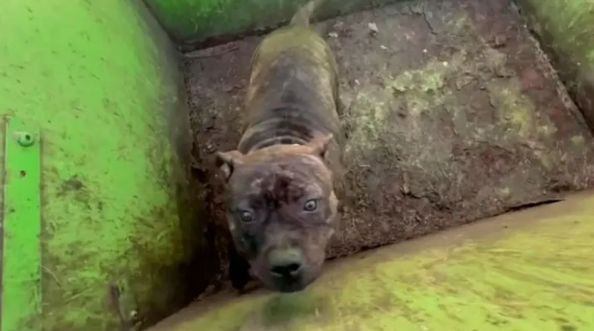 Rescuers Open A Dumpster Lid And Discover The Most Adorable Eyes Looking Back At Them