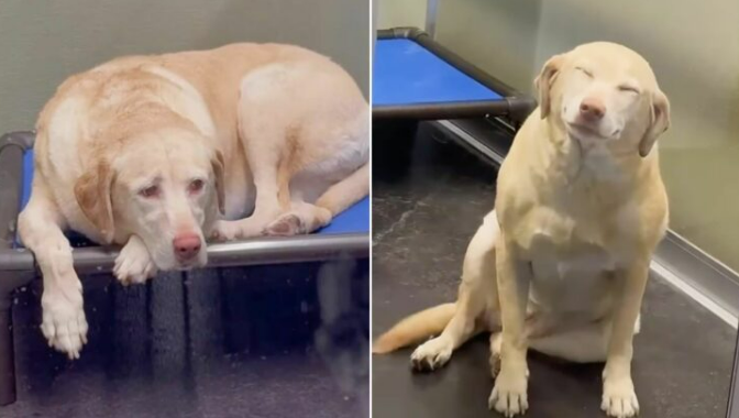 Dog Over The Moon To Reunite With Mom After Seven Long Days In Boarding Facility