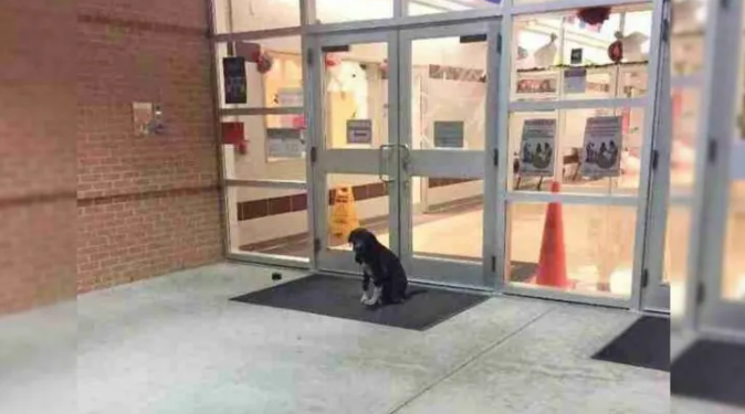 Dog Keeps Appearing At School Every Day, And A Teacher Decided To Help Him