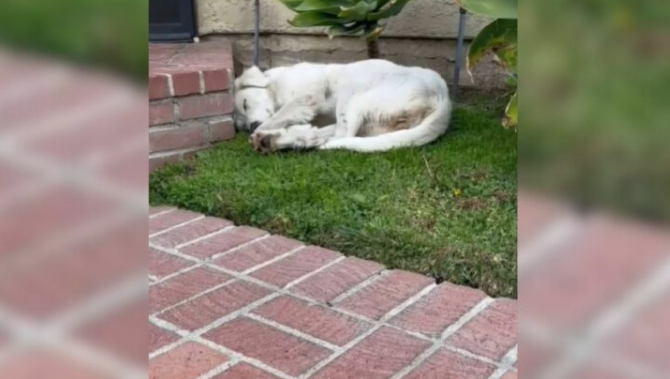 Woman Was Leaving Her House Only To See A Tired Stray Dog Sleeping In Her Yard