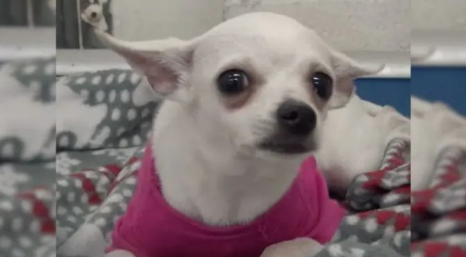 Abandoned Chihuahua Living In A Shelter Wouldn’t Stop Crying At Night Until She Met Her New Special Person