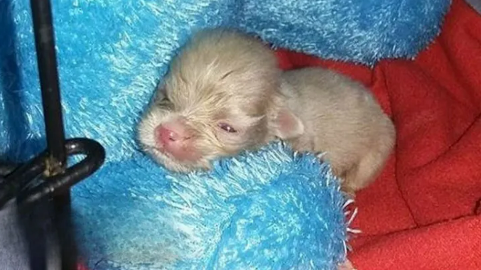 Rescuers Were Shocked To Find This Newborn Albino Puppy So They Rushed Him To The Clinic