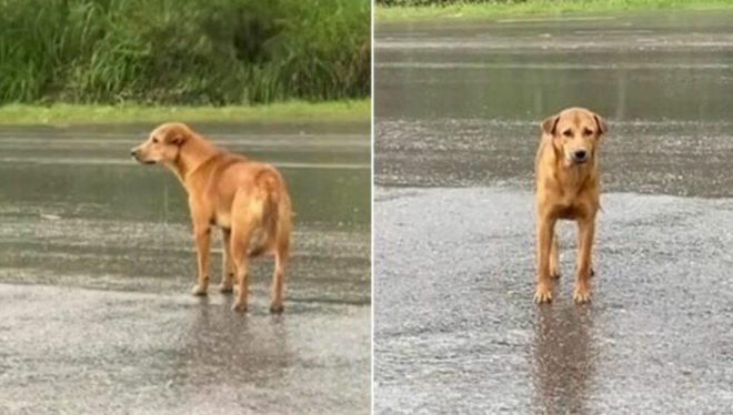 The Sorrowful And Lonely Pup Who Waited In The Rain For Days Is Overjoyed To Reunite With His Owner