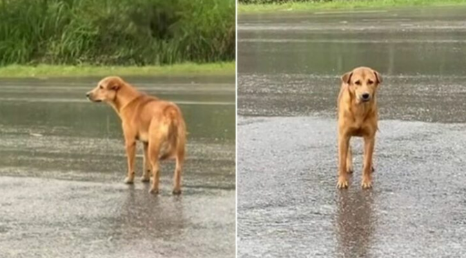 The Sorrowful And Lonely Pup Who Waited In The Rain For Days Is Overjoyed To Reunite With His Owner