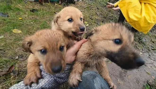 Puppies Begged Woman To Save Them And She Had No Choice But To Answer Their Plea