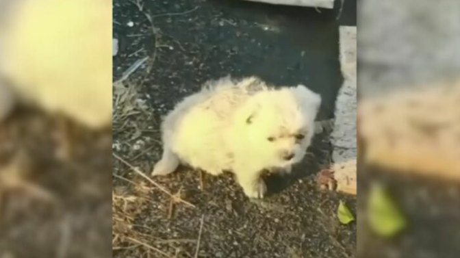 Pup Begged His Hooman To Return To The Place He Saved Him From Because He Left Behind Someone Important