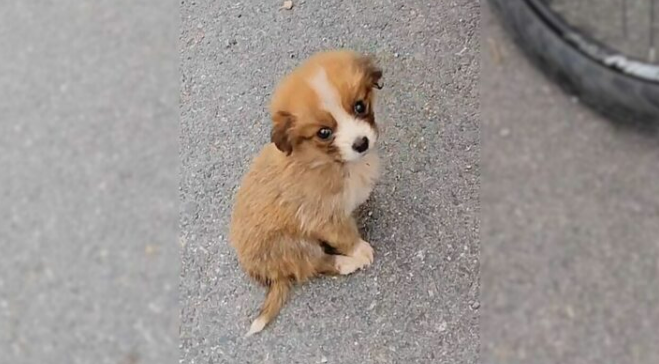 This Stray Puppy Looked So Lost But Then A Cyclist Saw Him And Came To His Aid