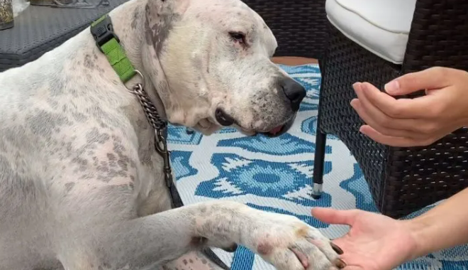 Dog Found Next To His Deceased Owner, Now Learns To Love Again In A New Home