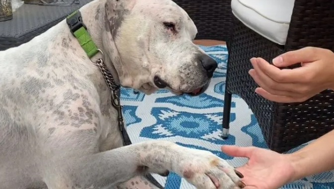 Dog Found Next To His Deceased Owner, Now Learns To Love Again In A New Home