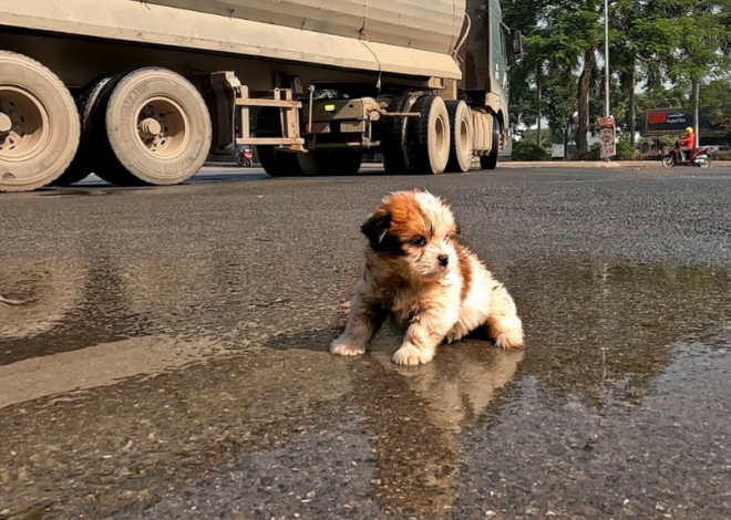 I Found a Homeless Small Puppy Picking Up Food on a Street , He is Very Hungry