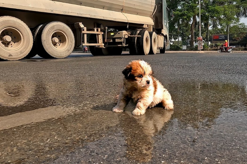 I Found a Homeless Small Puppy Picking Up Food on a Street , He is Very Hungry