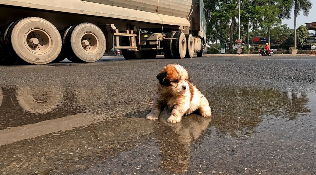 I Found a Homeless Small Puppy Picking Up Food on a Street , He is Very Hungry