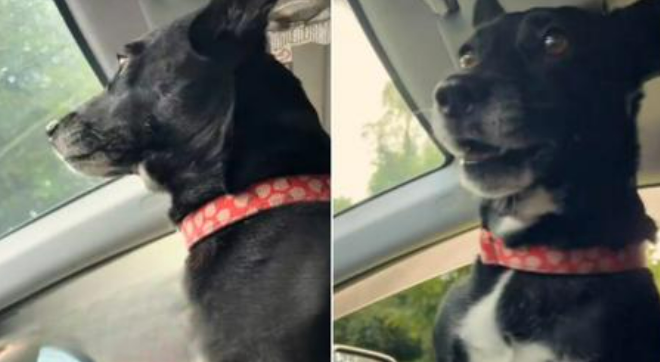 Sweet Rescue Pup Can’t Contain Her Joy Every Time She Realizes That She’s Coming Back Home